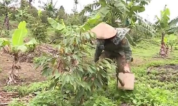 Tại nhiều địa phương, người dân mở rộng diện tích sầu riêng tại những nơi không đảm bảo điều kiện thổ nhưỡng.