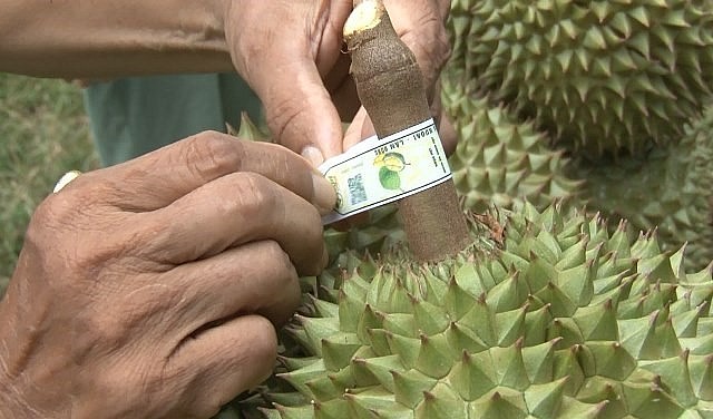 Việc cấp mã số vùng trồng sầu riêng rất chậm, hiện cả nước chỉ có 5% tổng diện tích có mã số vùng trồng.