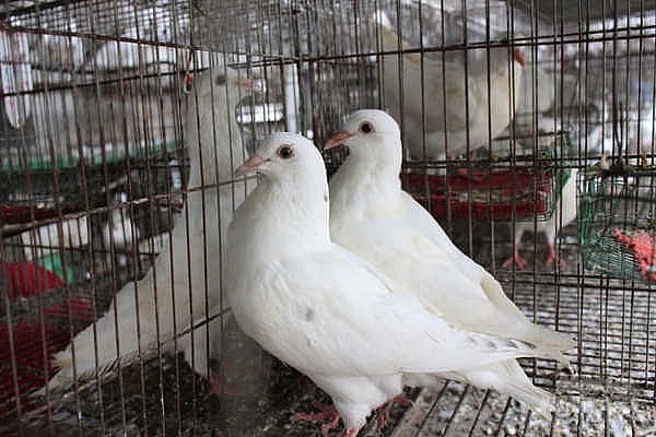 Chim bồ câu Phápchim có khả năng sinh trưởng và phát triển mạnh mẽ