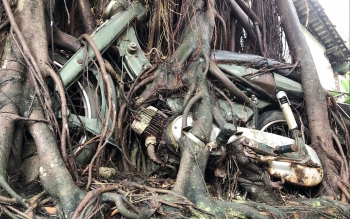 Cây si cổ thụ ôm báu vật của đại gia cháo vịt độc đáo cỡ nào mà có giá tiền tỷ?