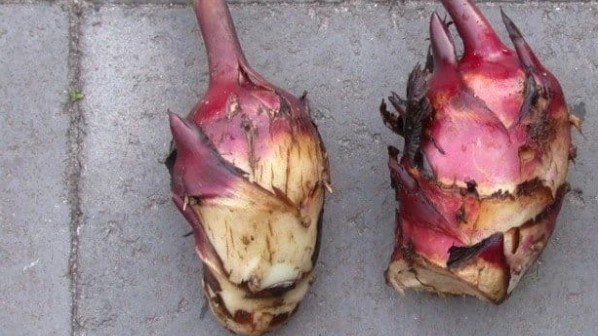 Loại củ mọc đầy vườn không ai ngó, bất ngờ có công dụng phòng tránh đột quỵ cực tốt