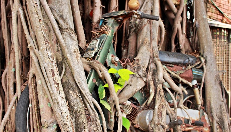 Chiếc xe máy cổ lọt thỏm trong bộ rễ si kỳ quái.