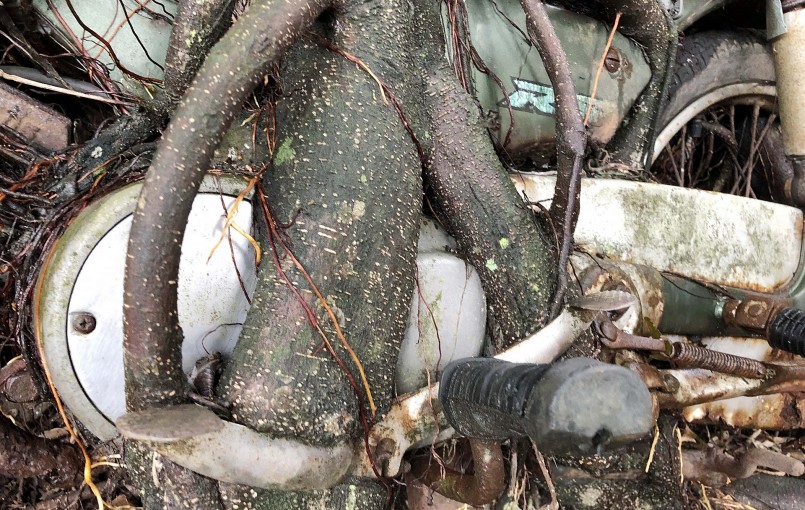 Hiện, chiếc xe trở thành một phần của gốc cây si lớn.