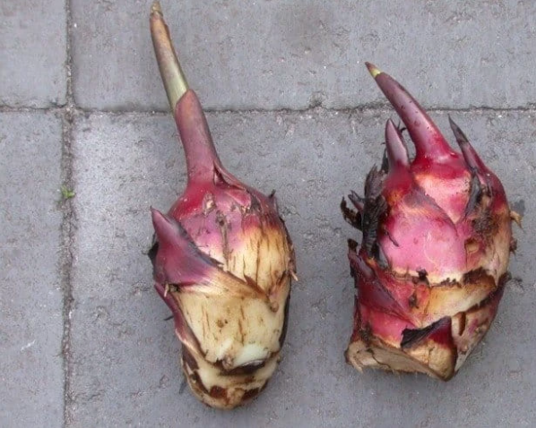 Củ dong riềng đỏ