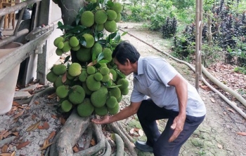 Cây mít kỳ lạ quả mọc từng chùm kín thân khi chín thơm lừng khó cưỡng