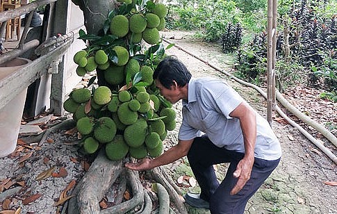 Ông Ba Sồi là chủ nhân cây mít độc lạ ra quả từng chùm kín thân.