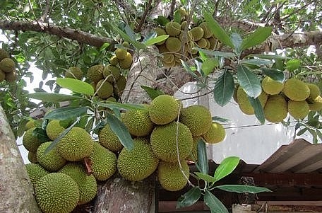 Mít tố tây trái to hơn mít tố nữ.