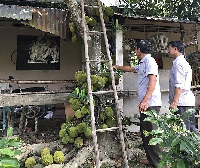 Nhiều người đến tìm hiểu và chiêm ngưỡng cây mít độc lạ của ông Ba Xồi.