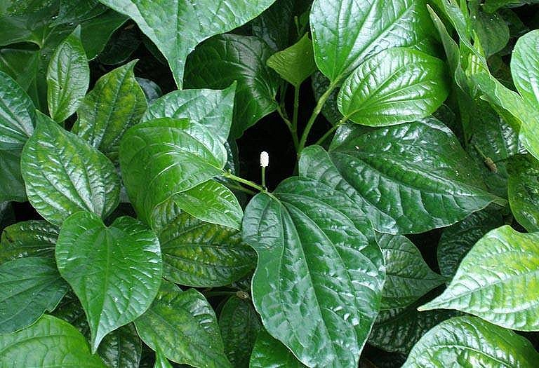 Cây lá lốt Cây lá lốt