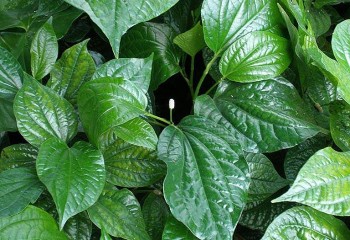 Thứ lá tốt um sau nhà, bị chê mùi khó ngửi, nhưng có tác dụng tuyệt vời trong điều trị đau nhức xương khớp