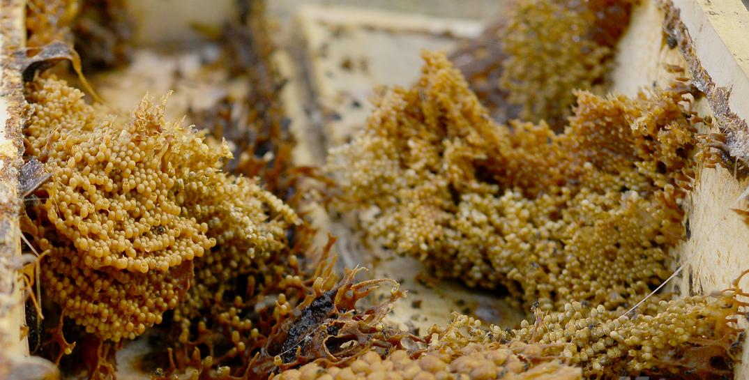 ong dú cho thu hoạch mật với năng suất 0,8 lít/đàn.