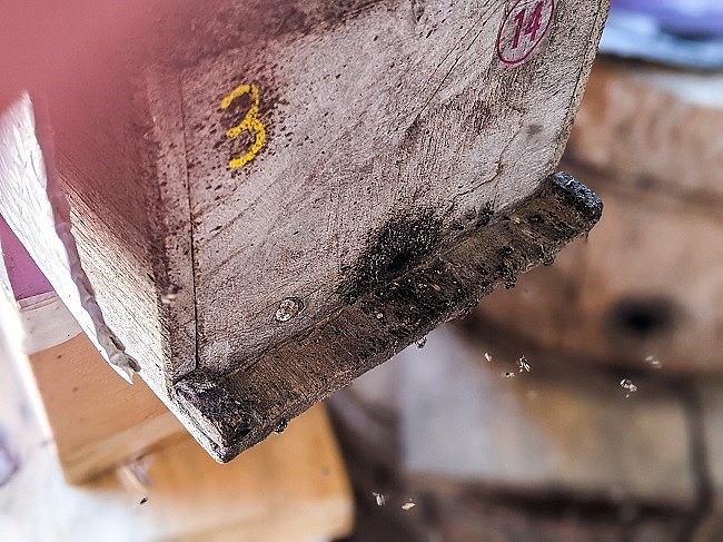 Ong dú bé như con muỗi