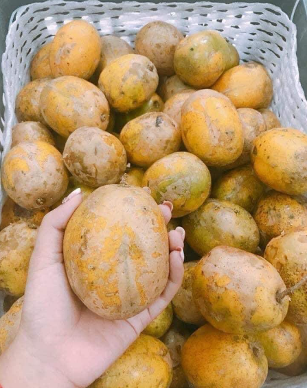 Vỏ trái cóc khi chín chuyển sang màu vàng