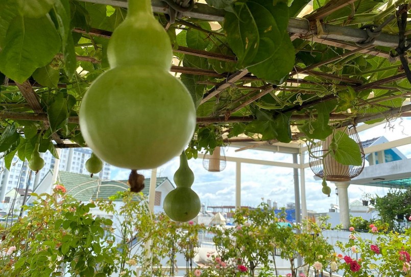 Ngoài 70 gốc hoa hồng, nữ gia chủ 42 tuổi còn trồng thêm một số loại rau củ quả.