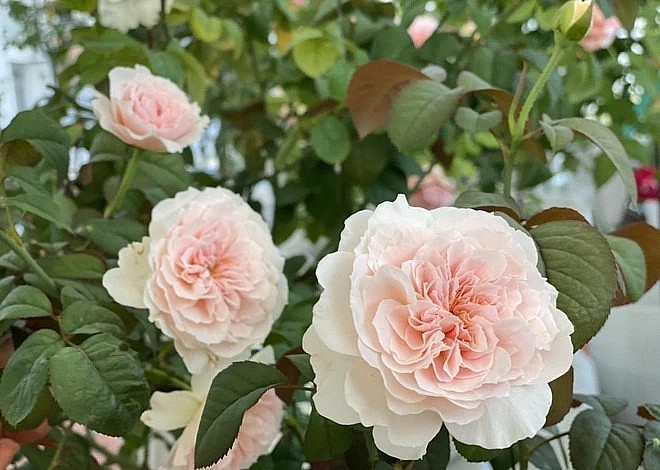 Chị đã rút ra được nhiều kinh nghiệm để vườn hồng luôn đẹp, cây khỏe, hoa nở sai.