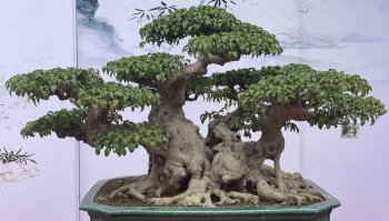 Những siêu phẩm khoe dáng tại Triển lãm Cây cảnh nghệ thuật Ninh Hiệp năm 2023