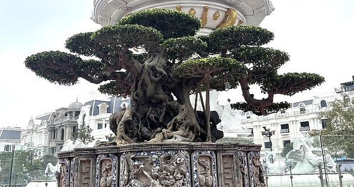 Những siêu phẩm khoe dáng tại Triển lãm Cây cảnh nghệ thuật Ninh Hiệp năm 2023