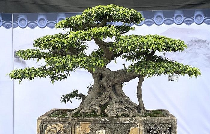 Những siêu phẩm khoe dáng tại Triển lãm Cây cảnh nghệ thuật Ninh Hiệp năm 2023.