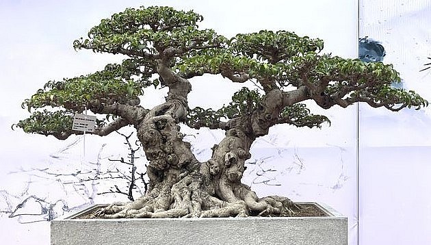 Những siêu phẩm khoe dáng tại Triển lãm Cây cảnh nghệ thuật Ninh Hiệp năm 2023.