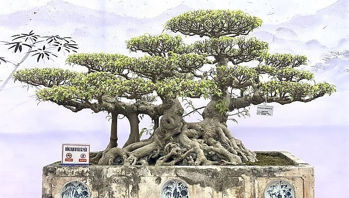 Những siêu phẩm khoe dáng tại Triển lãm Cây cảnh nghệ thuật Ninh Hiệp năm 2023.