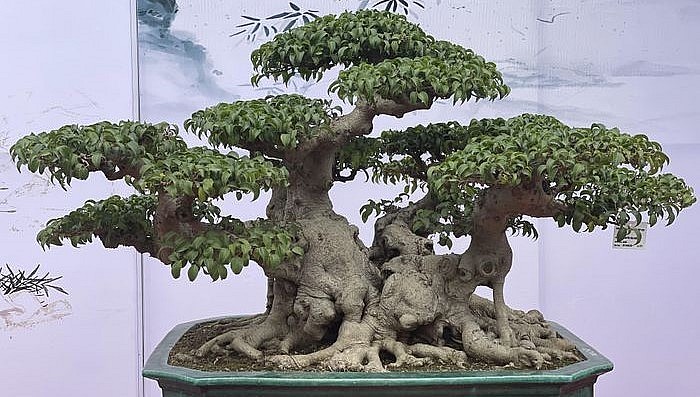 Những siêu phẩm khoe dáng tại Triển lãm Cây cảnh nghệ thuật Ninh Hiệp năm 2023