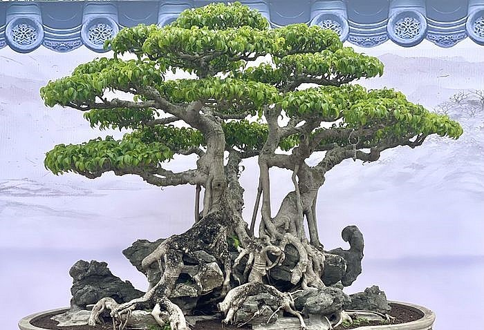 Những siêu phẩm khoe dáng tại Triển lãm Cây cảnh nghệ thuật Ninh Hiệp năm 2023.