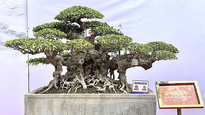 Những siêu phẩm khoe dáng tại Triển lãm Cây cảnh nghệ thuật Ninh Hiệp năm 2023.