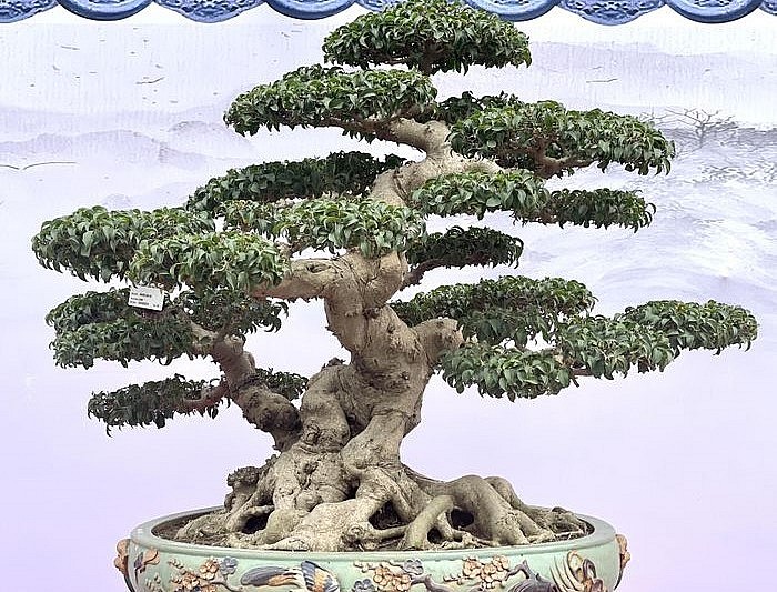 Những siêu phẩm khoe dáng tại Triển lãm Cây cảnh nghệ thuật Ninh Hiệp năm 2023.