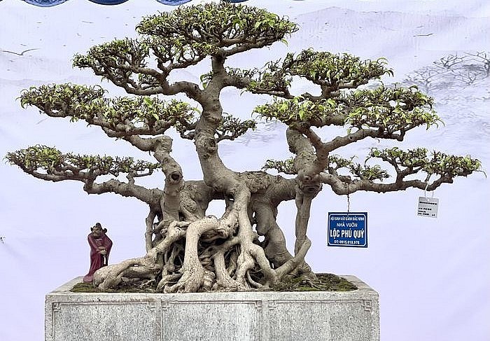 Những siêu phẩm khoe dáng tại Triển lãm Cây cảnh nghệ thuật Ninh Hiệp năm 2023.