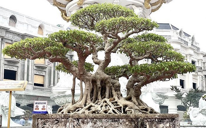 Những siêu phẩm khoe dáng tại Triển lãm Cây cảnh nghệ thuật Ninh Hiệp năm 2023.