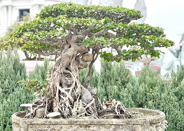 Những siêu phẩm khoe dáng tại Triển lãm Cây cảnh nghệ thuật Ninh Hiệp năm 2023.