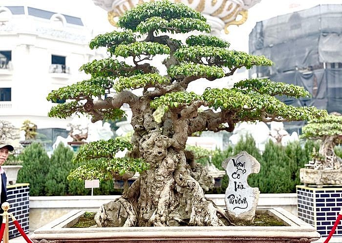 Những siêu phẩm khoe dáng tại Triển lãm Cây cảnh nghệ thuật Ninh Hiệp năm 2023.