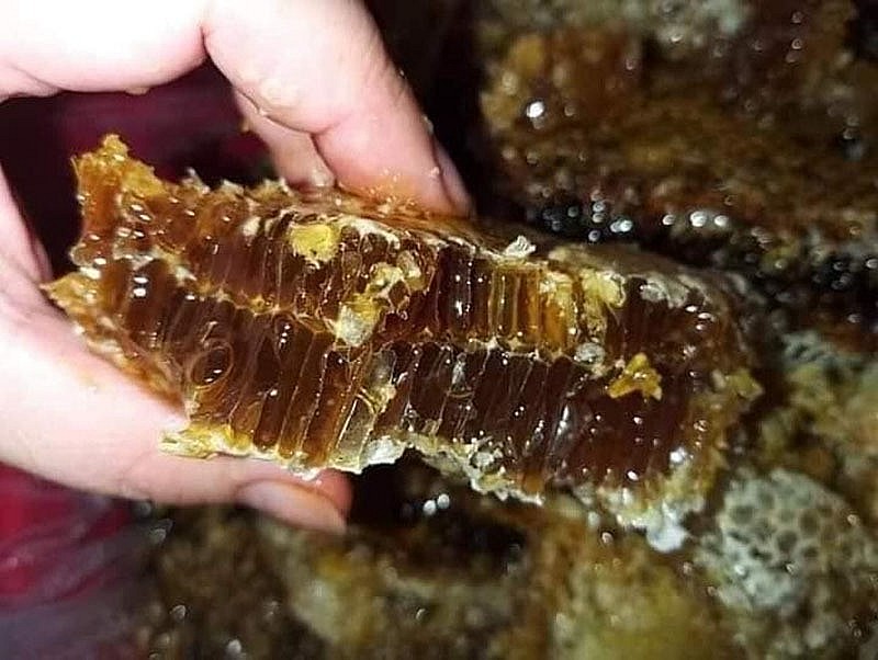 Mật ong được khai thác từ vùng núi Ngọc Linh có màu đen, sậm hơn so với các loại mật ong khác 