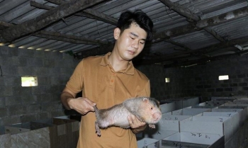 Nuôi loài chuột khổng lồ trên vùng cát cháy, hướng dẫn viên du lịch thu 300 triệu/năm