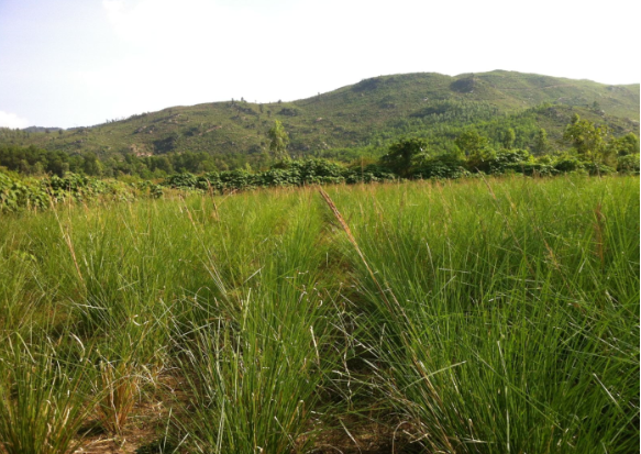 Cỏ hương bài Cỏ hương bài