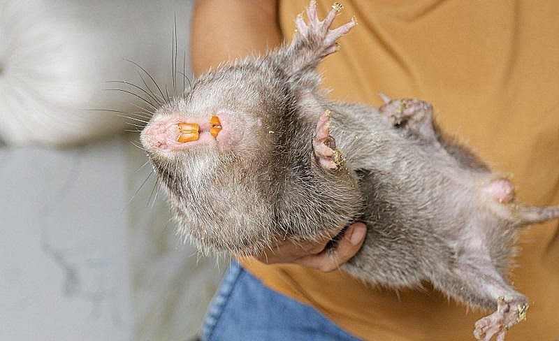 Gặp khó khăn trong công việc và tìm đến nuôi dúi, 