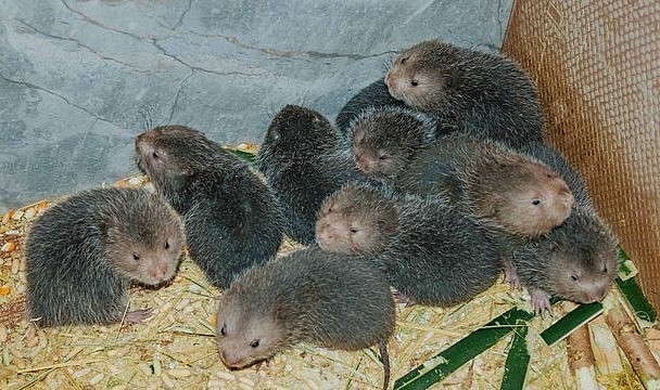 Đến nay trang trại dúi của anh có khoảng 500 con.