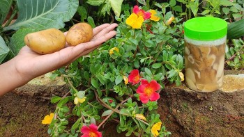 Những loại "thần dược" cho cây đâm chồi, hoa bung trĩu cành