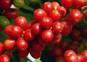 Giá nông sản hôm nay (25/2): Cà phê tiếp đà suy giảm, hồ tiêu “hãm phanh” kịch trần 67.000 đồng/kg