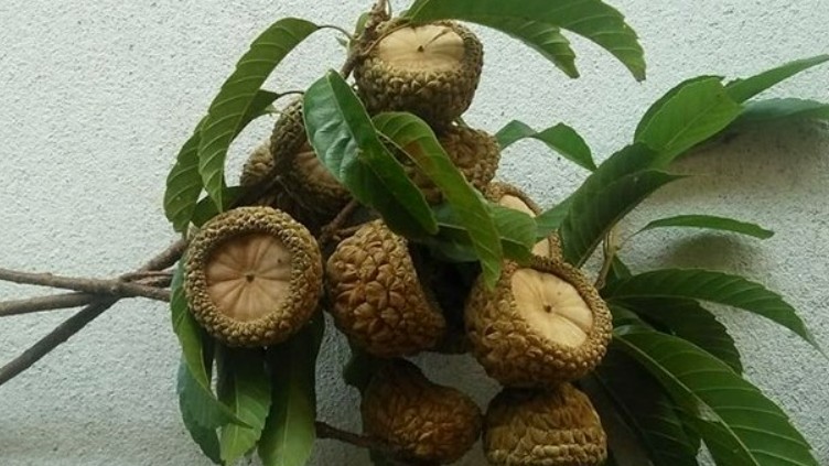 Quả dại không ai nhòm ngó giờ thành đặc sản chỉ có ở Nghệ An, đắt khách như tôm tươi