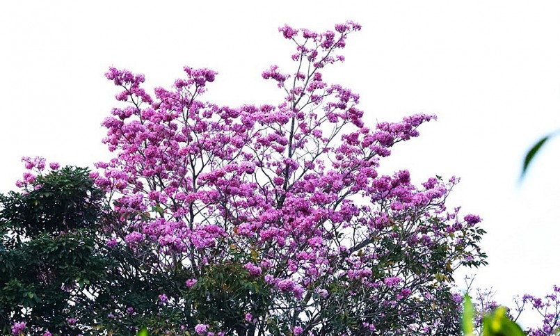 Hồng phấn là cách mà người dân TP Bảo Lộc yêu mến dành cho loài hoa này.