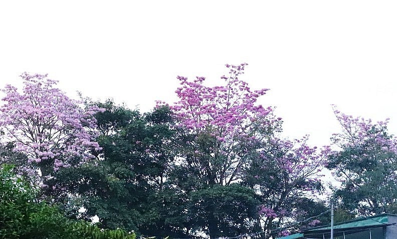 Hồng phấn được coi là loài hoa thuộc họ thân gỗ có tuổi thọ kém nhất. Thường, chỉ nở khoảng 3 ngày, hoa đã rụng.