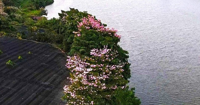 Hồng phấn đang nở rộ bên hồ Nam Phương.