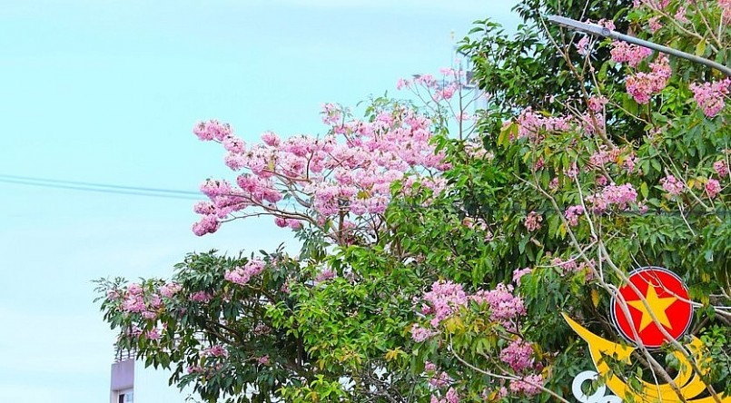 Hoa hồng phần dệt thêm sắc thắm trên thành phố Bảo Lộc.