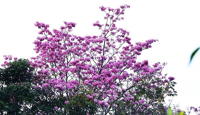 Hoa hồng phấn mọc thành từng chùm ở đầu cành, mỗi chùm hoa có khoảng 5-8 bông. Hoa hồng phấn có hình dáng giống cái chuông, dài từ 6 – 9 cm.