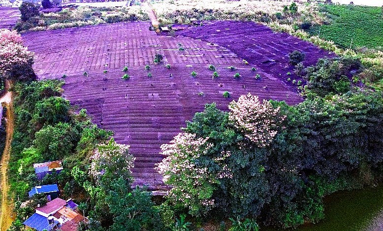 Hồng phấn phủ kín cả một góc trời trên sườn đồi Bảo Lộc.