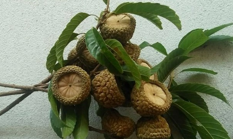 Quả dại không ai nhòm ngó giờ thành đặc sản chỉ có ở Nghệ An, đắt khách như tôm tươi