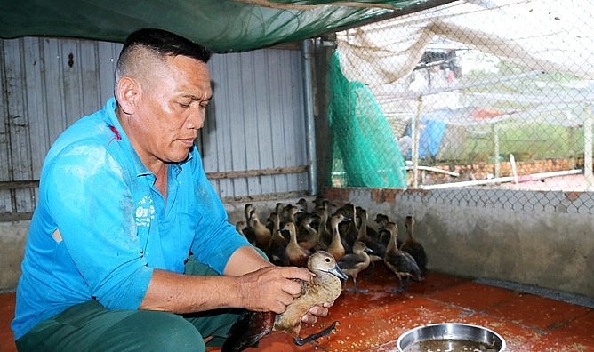 Nuôi le le giúp gia đình ông Sa Lê tăng thu nhập và làm giàu. Nuôi le le giúp gia đình ông Sa Lê tăng thu nhập và làm giàu.
