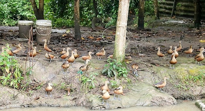 Le le thích nghi tốt với điều kiện môi trường ngoài tự nhiên ít dịch bệnh. Le le thích nghi tốt với điều kiện môi trường ngoài tự nhiên ít dịch bệnh.