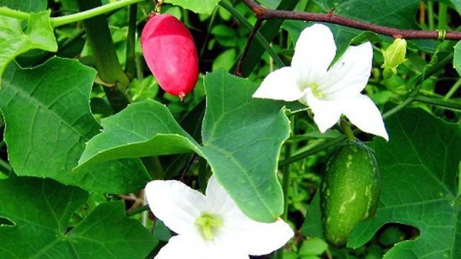 Cây dại làm hàng rào ở quê, lá ngắt làm rau, quả ăn cực ngon được coi là “đặc sản”